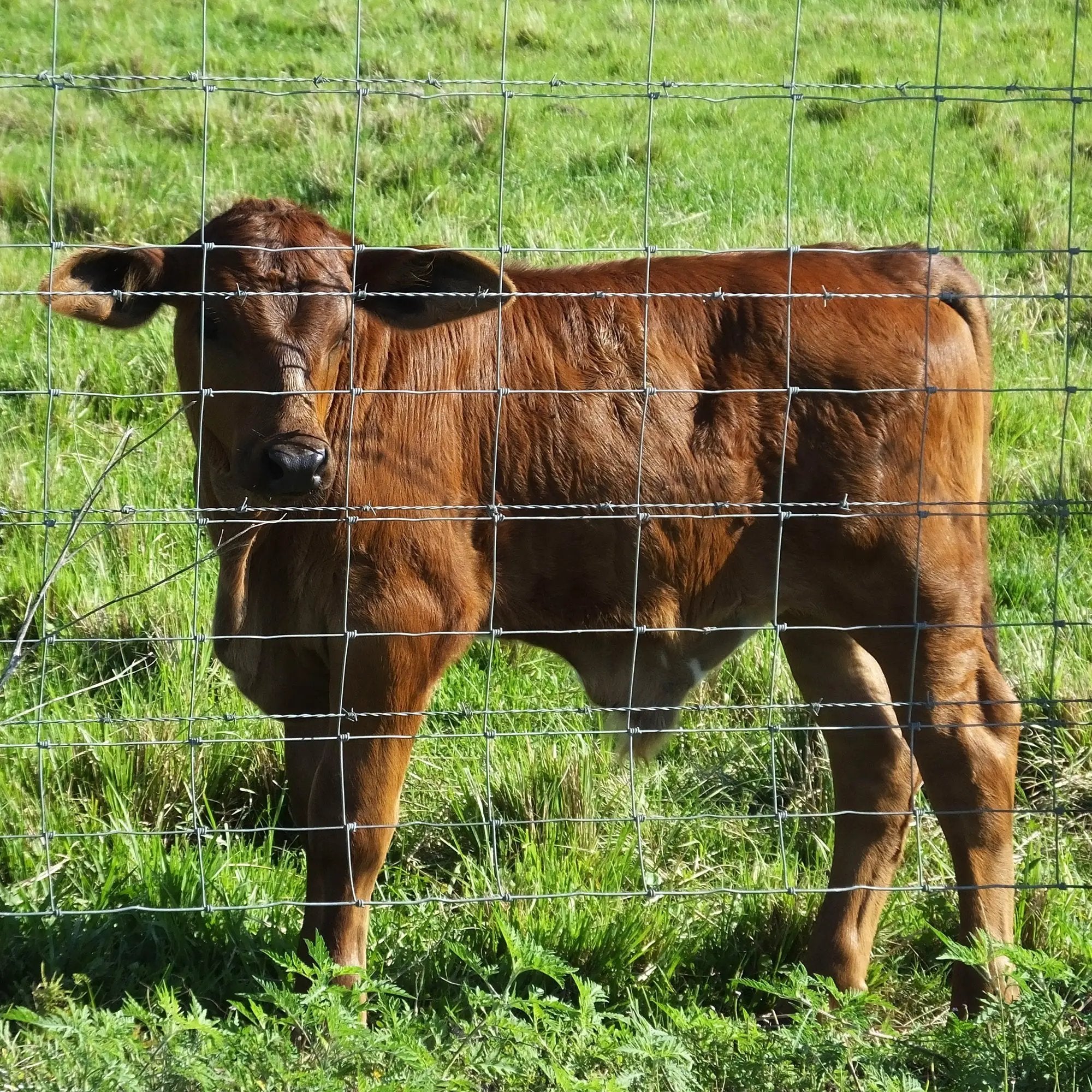 5x164 ft Advanced Weave Farm Enclosures by HouseOfZazla