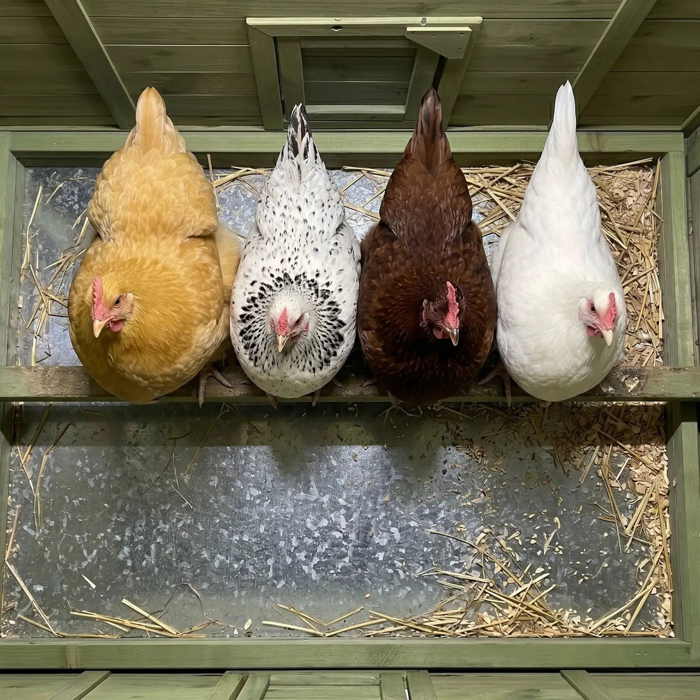 70" Large Wooden Chicken Coop with 2 Nesting Boxes and Waterproof Roof by HouseOfZazla