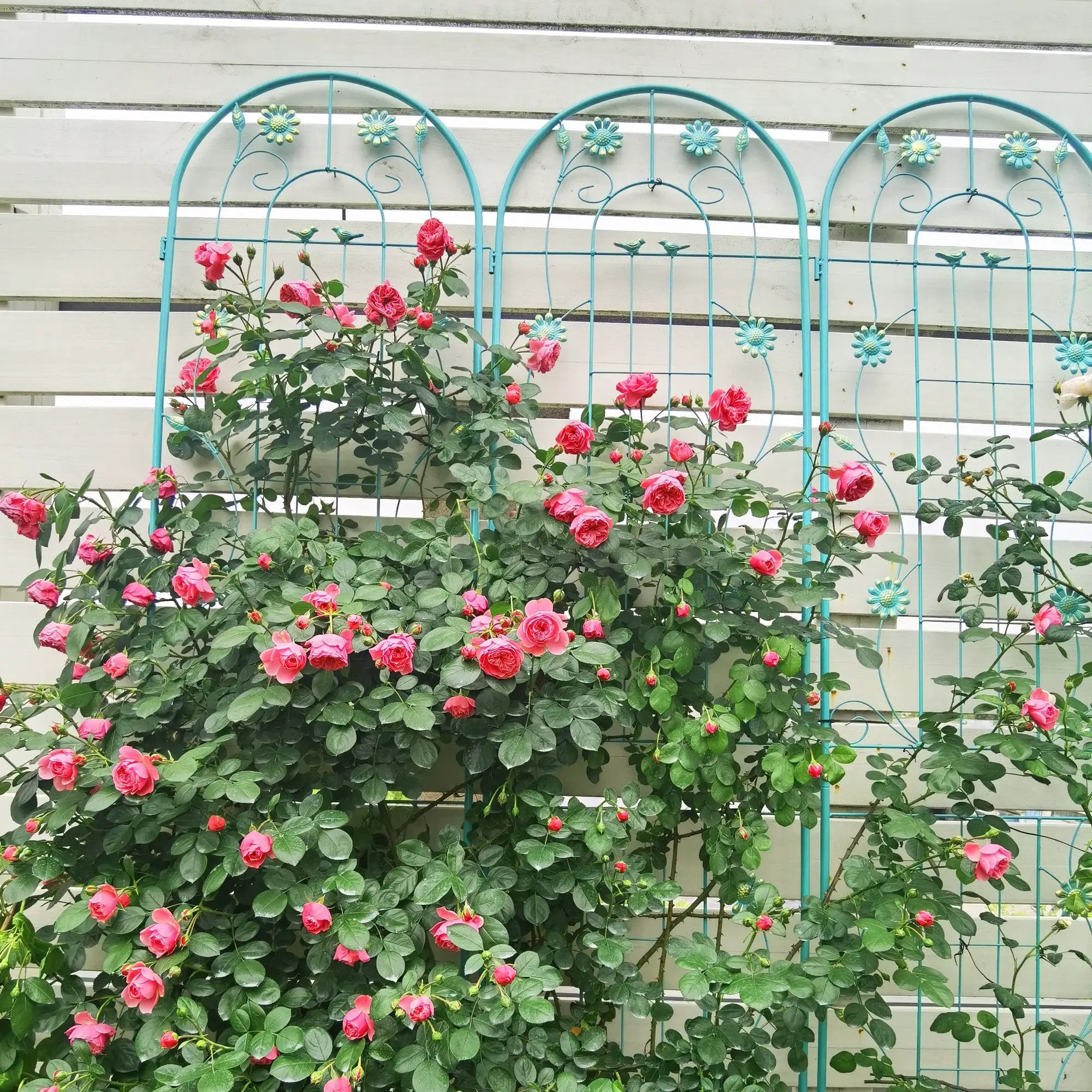 2 Pack Metal Garden Trellis 86.7" x 19.7" by HouseOfZazla