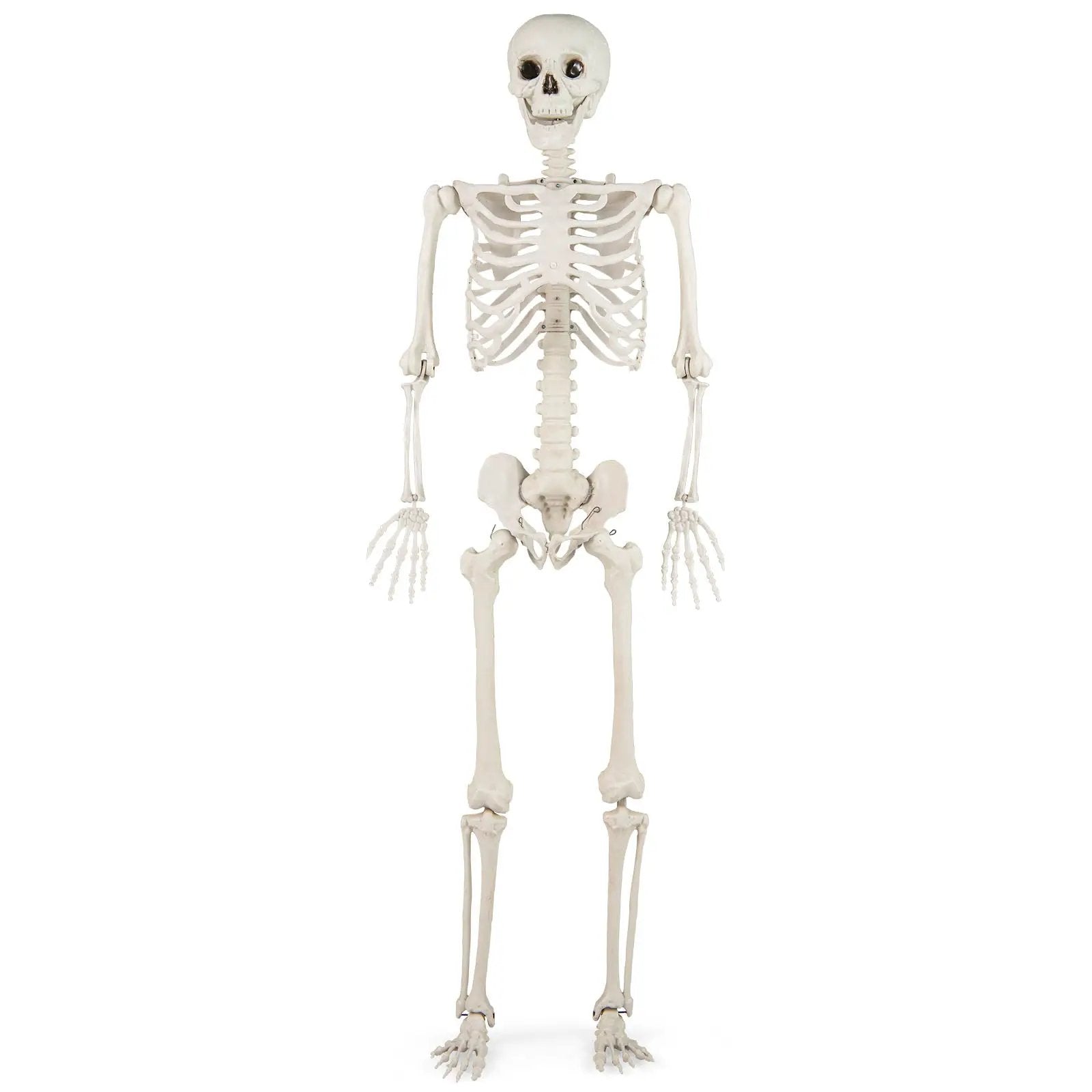5.4 FT Halloween Skeleton Decoration Life Size Large Skeleton by DirectDeals