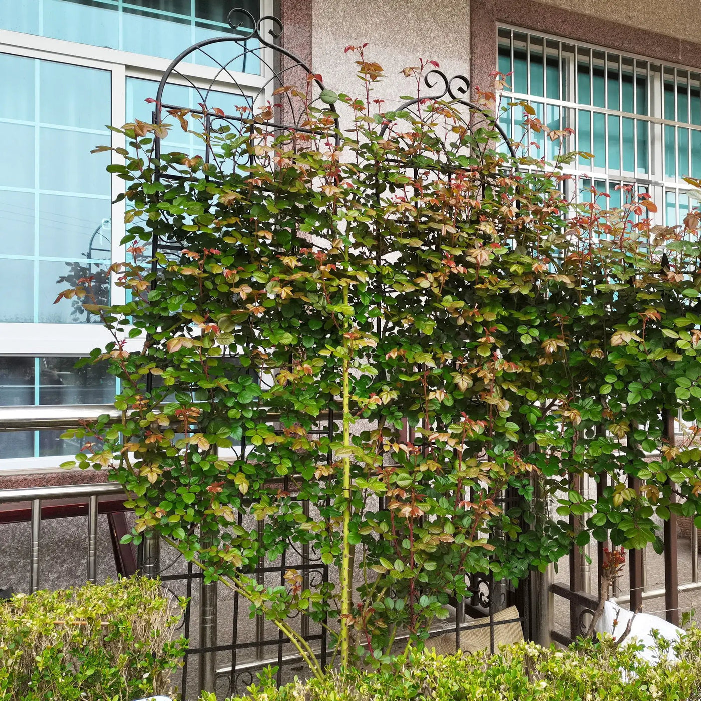 Metal Garden Rustproof Trellis For Climbing Plants Outdoor Flower Support by HouseOfZazla