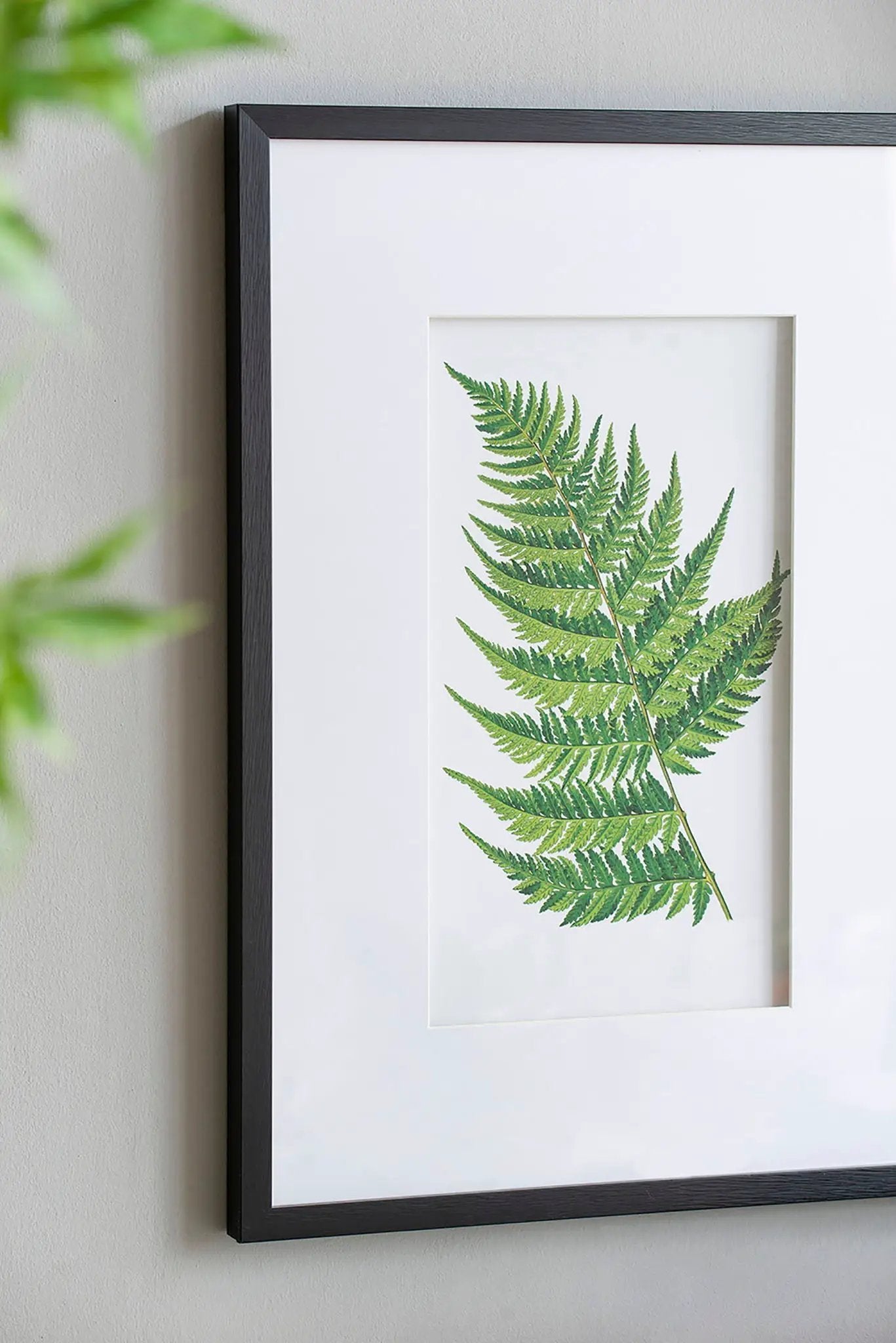 Botanical And Fern Wall Art, Wall Decor For Living Room Dining Room Entryway (Set of 4) - White / Black by HouseOfZazla