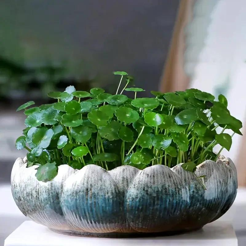 1pc Casual Style Ceramic Flower Pot, Round Tabletop Hydroponic Planter, for Bulbs, Succulents, and Lotus, Indoor and Outdoor Decorative Pot with No Drainage Hole by House Of Avana