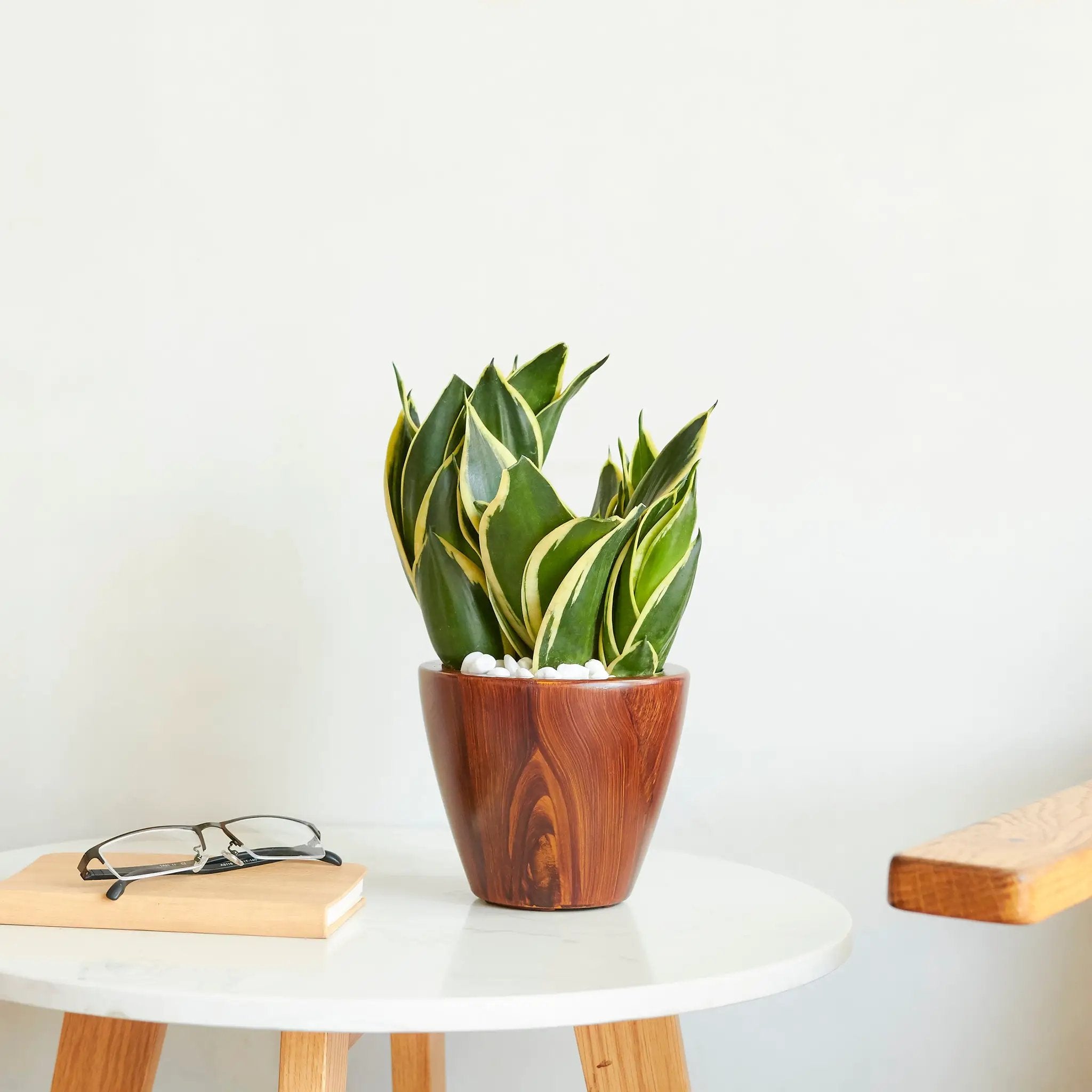 2-Pack 10 in. Dark Wood Plastic Self-Watering Planter Pot by HouseOfZazla