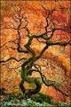 Red Dragon Weeping Lace Leaf Japanese Maple 2 - Year Live Plant by GreenHaven Gardens