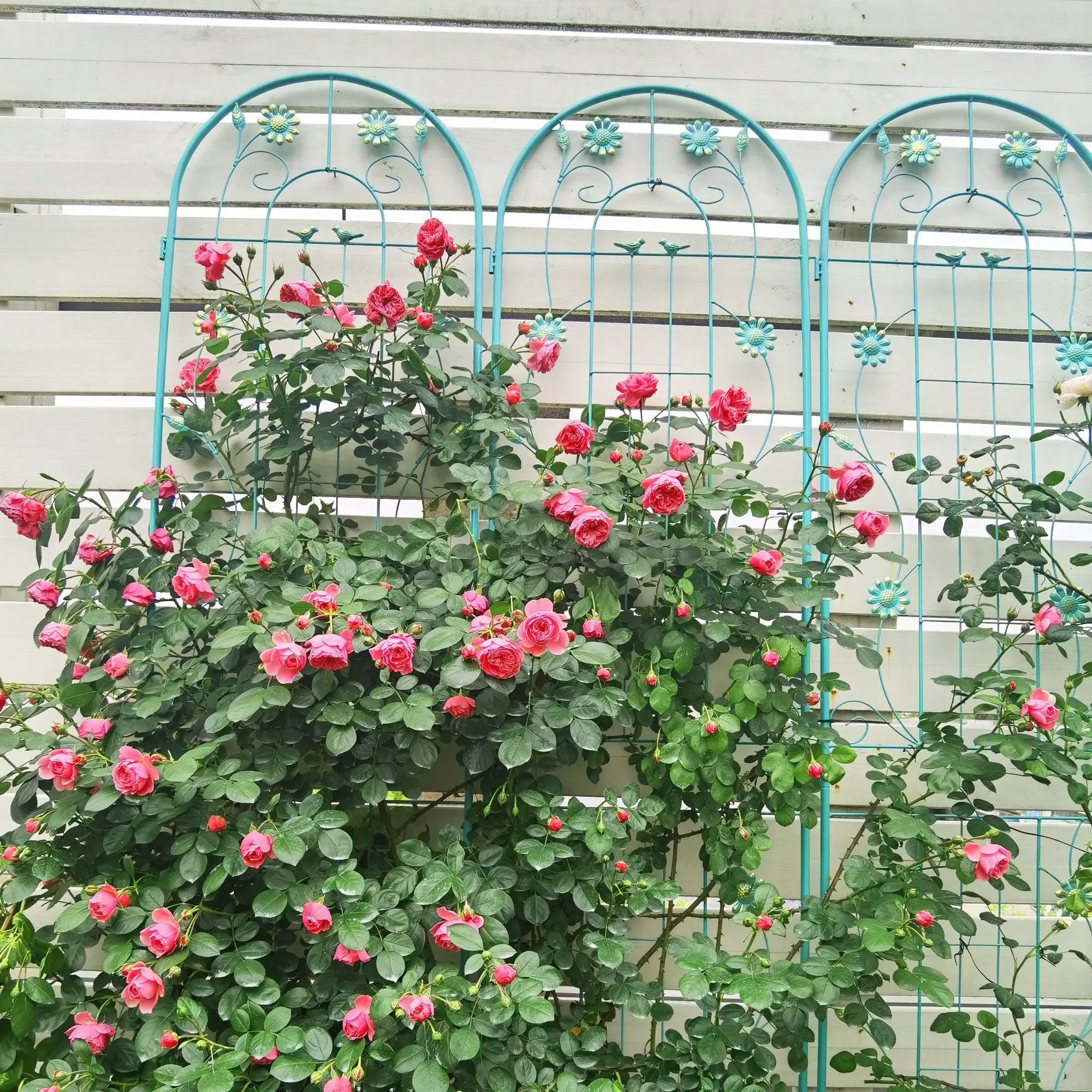 4 Pack Metal Garden Trellis 86.7'' x 19.7'' Rustproof Trellis for Climbing Plants by HouseOfZazla