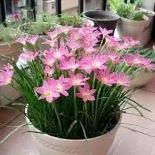 (12) Pink Rain Lily Flower Plants - Zephyranthes Grandiflora Outdoor Flower Bulbs | Beautiful Rain Lily by GreenHaven Gardens