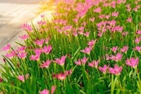 (12) Pink Rain Lily Flower Plants - Zephyranthes Grandiflora Outdoor Flower Bulbs | Beautiful Rain Lily by GreenHaven Gardens