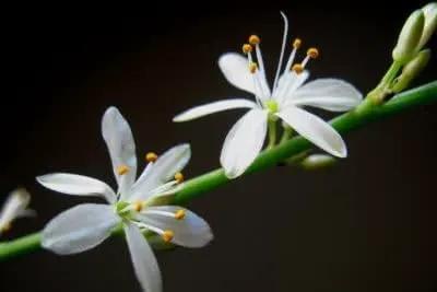 Reverse Variegated Spider Plant - Easy to Grow/Cleans The Air - 4in Pot by GreenHaven Gardens