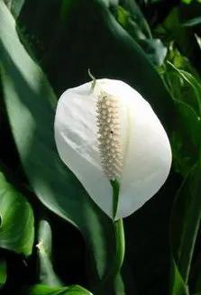 Bonsai Boy's Flowering Peace Lily Bonsai Tree spathiphyllum by GreenHaven Gardens