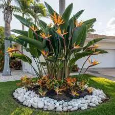 Bird of Paradise - Orange - Strelitzia Reginae. (2 Orange BoP in Cup) by GreenHaven Gardens