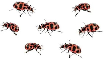 Insect Lore Live Ladybug Growing Kit | Ladybug Land Habitat | 10-15 Live Pink Spotted Ladybug Larvae Included by GreenHaven Gardens