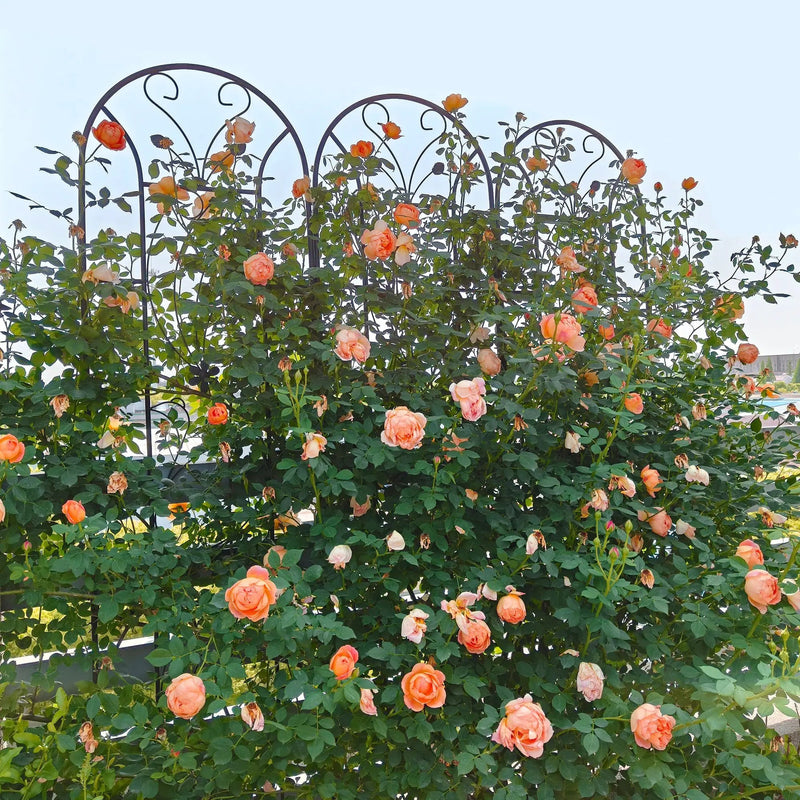 4 Pack Metal Garden Trellis by HouseOfZazla