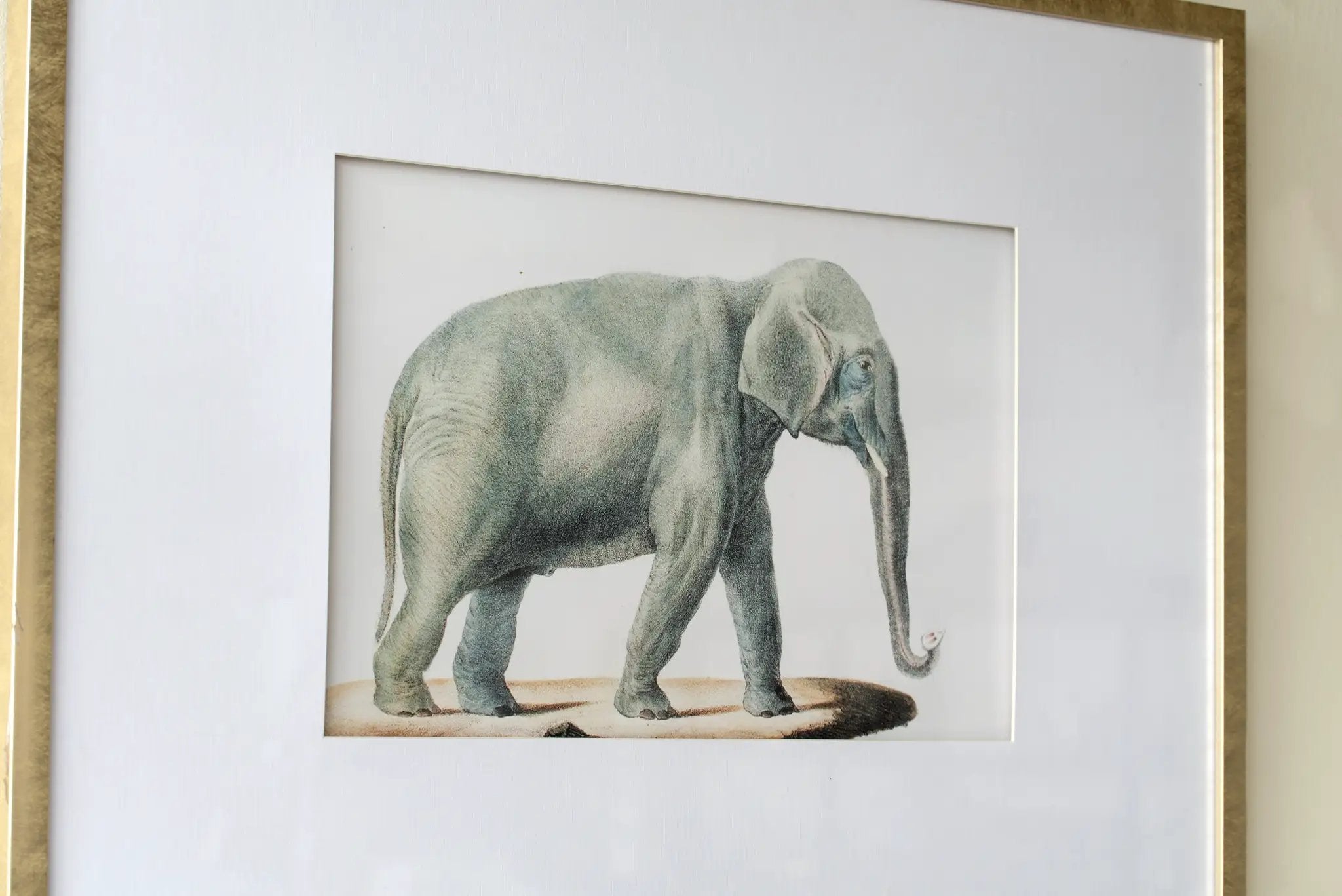 23.6x31.5" Fake Elephant Pencil Drawings, Set of 2 by HouseOfZazla