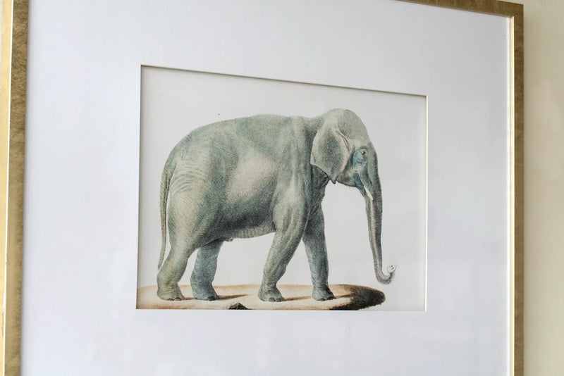23.6x31.5" Fake Elephant Pencil Drawings, Set of 2 by HouseOfZazla