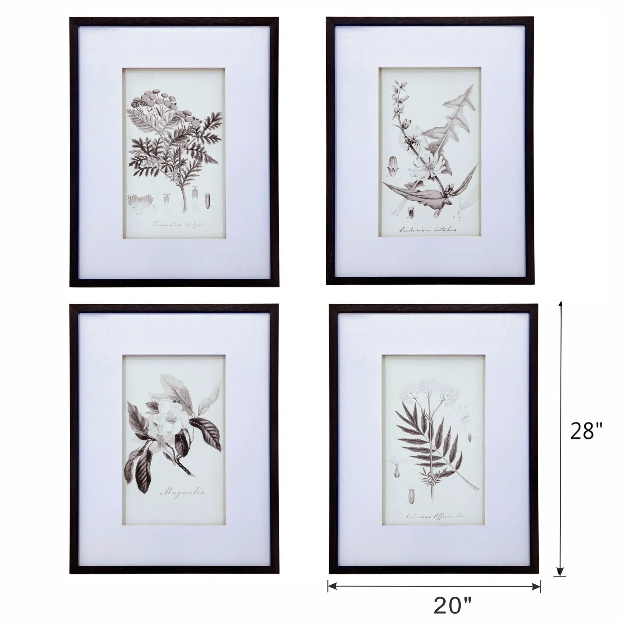 Botanical Wall Art Prints, Home Decor For Living Room Dining Room, Bedroom, Hallway (Set of 4) - White / Black by HouseOfZazla