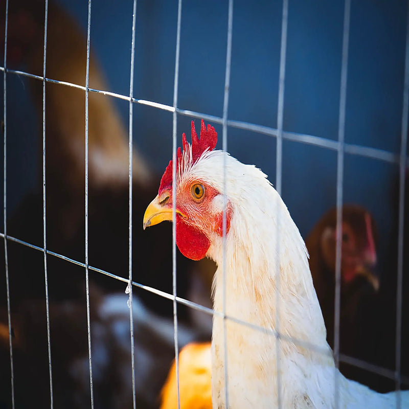 Wire Mesh Fence Roll 60in x 50ft, 1/2in x 1/2in 19GA Galvanized Steel Poultry Netting by HouseOfZazla