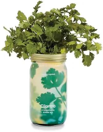 Modern Sprout Mason Garden Jar - Self-Watering Hydroponics Growing System Kit with Organic Herb Seeds - Jar Planter for Indoor Herb Garden - Seed Starter Kit - Home Decor & Gifting - Cilantro by GreenHaven Gardens