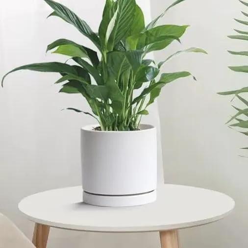 2 Pack Ceramic Plant Saucer Pot Tray 6 Inch, Planter Saucers 4 5 6 7 8 9 10 11 12 13 Inch for Indoors Outdoor, Durable Sturdy Flower Drainage drip Water Tray for Glazed Pots Base (6.4 Inch-White) by GreenHaven Gardens