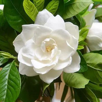 Gardenia Veitchii - Everblooming - Gardenia Jasminoides. Fragrant Evergreen Shrub with Glossy Foliage and Pure White Blooms, Perfect for Pots, Borders, or Gardens (2 Gardenia Veitchii Plants in Sac) by GreenHaven Gardens