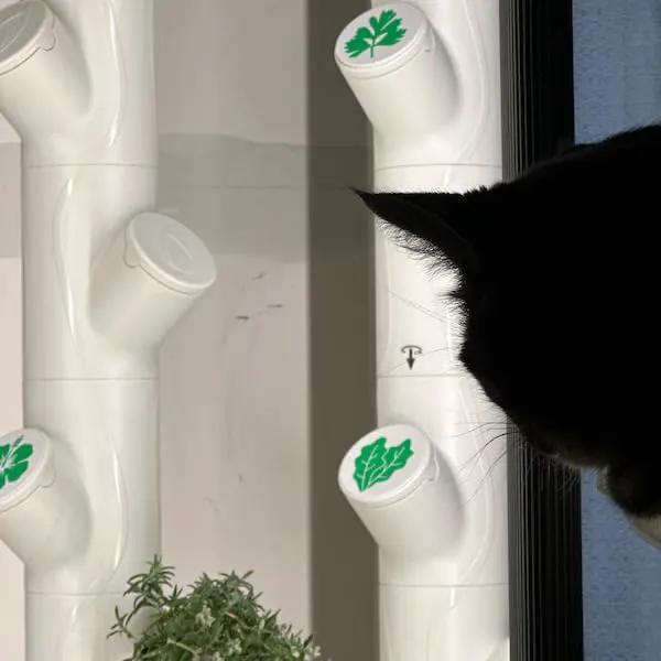 Grow Cubes for Hydroponic System/Compatible with Gardyn (10 Grow Cubes / 10 W&B caps) by GreenHaven Gardens