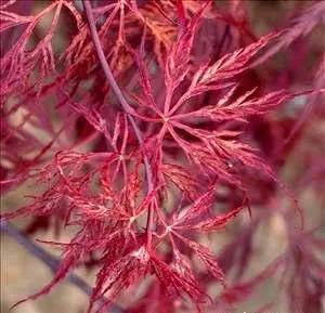 Red Dragon Weeping Lace Leaf Japanese Maple 2 - Year Live Plant by GreenHaven Gardens