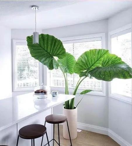 Organic Elephant Ear Plant Soil Mix by Gardenera - Specially Formulated for Thriving Alokasia Plants and Vibrant Leaves - 2 Quart by GreenHaven Gardens