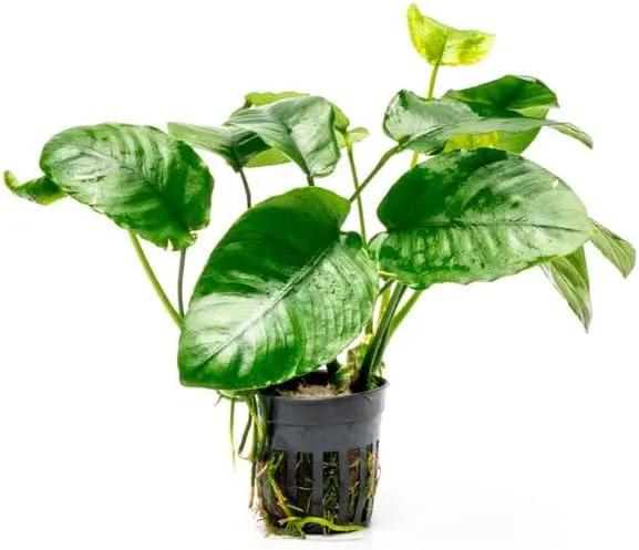 Anubias Live Aquarium Plants - Potted Freshwater Plant for Fish Tanks, Terrariums - Beginner Friendly Low Light (Barteri Wrinkle Leaf, 3 Pots) by GreenHaven Gardens