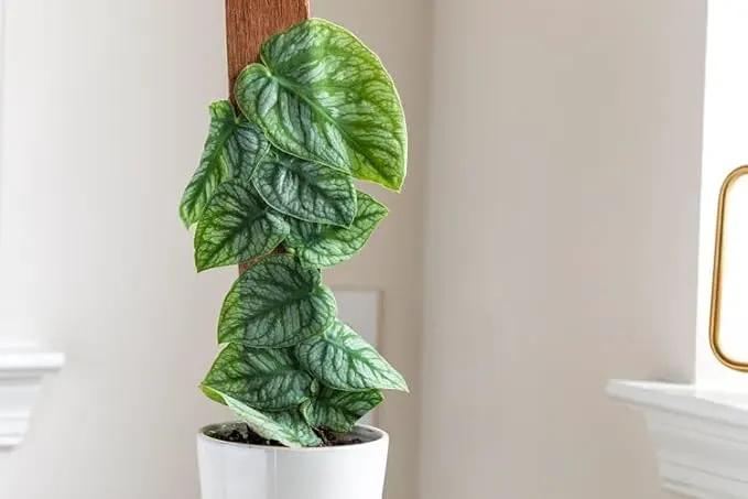 Monstera Dubia Soil Mix - Promotes Healthy Root Growth and Moisture Retention - 2 Quart by GreenHaven Gardens