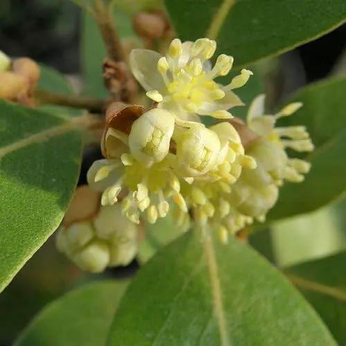 Mediterranean Bay Leaf, Bay Laurel Live Plant. Saratoga/Standard Varieties - Laurus Nobilis. Fragrant, Fresh, Edible. Pots/Ground Planting. Mild/Strong Flavor (2 Srtg + 2 Std Bay Plants in Cup) by GreenHaven Gardens