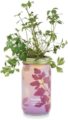 Modern Sprout Mason Garden Jar - Self-Watering Hydroponics Growing System Kit with Organic Herb Seeds - Jar Planter for Indoor Herb Garden - Seed Starter Kit - Home Decor & Gifting - Parsley by GreenHaven Gardens