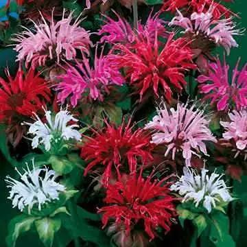 Park Seed Grow Your Own Vibrant Wildflower Garden Mixture, Perfect for Bees, Butterflies, and Hummingbirds, Panaroma Mix, 2 x Pack of 100 by GreenHaven Gardens
