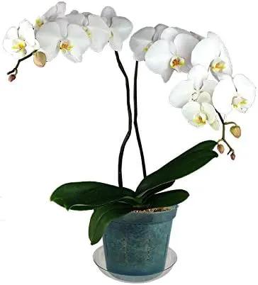 rePotme 6 inch Orchid Pot 3 Pack - Slotted Orchid Pots with Holes for Repotting (Blue Sapphire) by GreenHaven Gardens