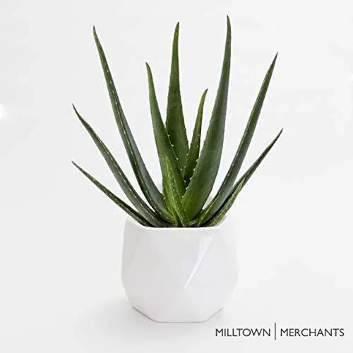 Milltown Merchants Succulent Wall Planters - White Ceramic Mounted Planters - Succulent Pots - Hanging Vases for Living Wall (1 Pack/Geometric/White) by GreenHaven Gardens