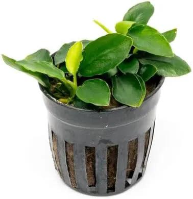 Anubias Live Aquarium Plants - Potted Freshwater Plant for Fish Tanks, Terrariums - Beginner Friendly Low Light (Nana Long Wavy, 3 Pots) by GreenHaven Gardens