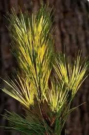 Dragon Eye Japanese Red Pine - Pinus densiflora 'Burkes Red Variegated' - Holds ITS Yellow Bands Much Better Than Other Variegated Pines 3 -Year Tree by GreenHaven Gardens