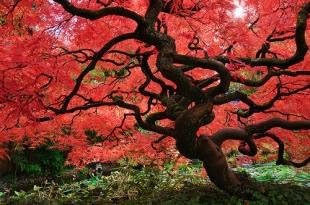 Red Dragon Weeping Japanese Maple - 3 Year Live Plant by GreenHaven Gardens