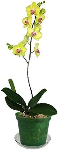 rePotme 4 inch Orchid Pot 3 Pack - Slotted Orchid Pots with Holes for Repotting (Green Emerald) by GreenHaven Gardens