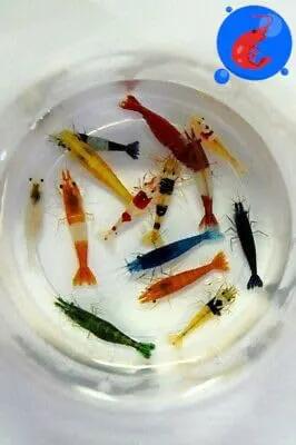Generic Shrimp Up Aquatics™ 20+ Mixed Color Neocaridina Shrimp Live Freshwater Aquarium Inverts Live Arrival! Mixed by GreenHaven Gardens
