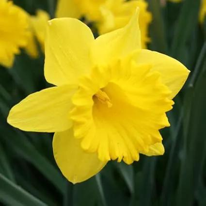 Yellow Dutch Master Classic Daffodils - 50 Perennial & Naturalizing Flower Bulbs by GreenHaven Gardens