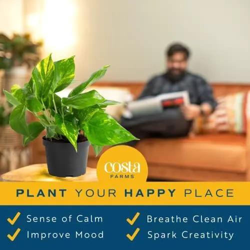 Costa Farms Golden Pothos Live Plant, Easy Care Indoor House Plant in Grower's Pot, Potting Soil, Great for Outdoor Hanging Planter or Basket, Housewarming Gift, Desk Decor, Room Decor, 10-Inches Tall by GreenHaven Gardens