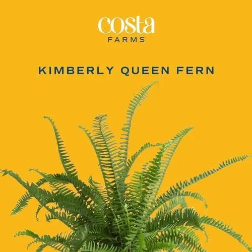 Costa Farms Kimberly Queen Fern, Live Indoor Plant, Houseplant in Grower Pot, 2-3 Feet Tall by GreenHaven Gardens