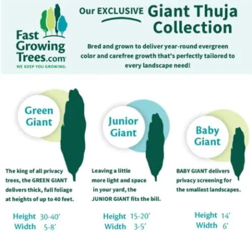 Brighter Blooms - Junior Giant Thuja Tree, 1-2 ft. - No Shipping to AZ by GreenHaven Gardens