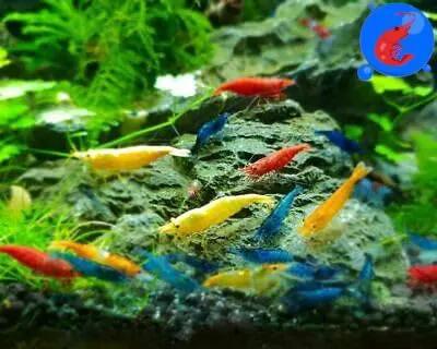 Generic Shrimp Up Aquatics™ 20+ Mixed Color Neocaridina Shrimp Live Freshwater Aquarium Inverts Live Arrival! Mixed by GreenHaven Gardens