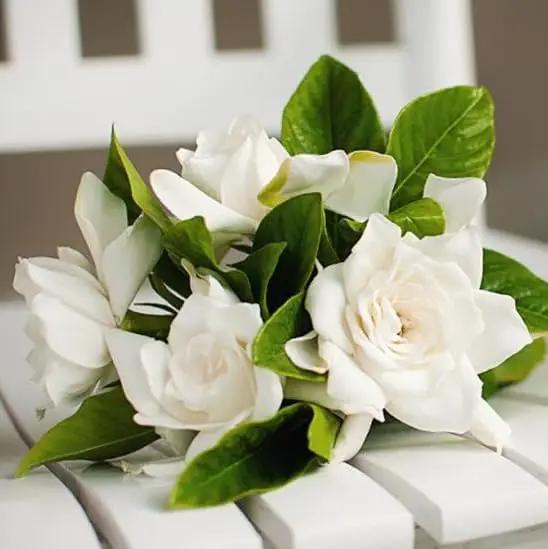 Gardenia Veitchii - Everblooming - Gardenia Jasminoides. Fragrant Evergreen Shrub with Glossy Foliage and Pure White Blooms, Perfect for Pots, Borders, or Gardens (2 Gardenia Veitchii Plants in Cup) by GreenHaven Gardens