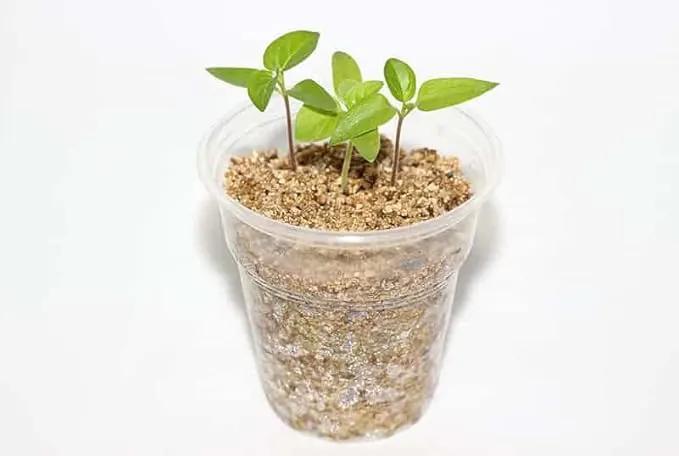 Experience Superior Plant Growth with Gardenera Half and Half Mix of Perlite and Vermiculite - Nature's Best for Optimal Nutrient Retention - 3 Quart by GreenHaven Gardens