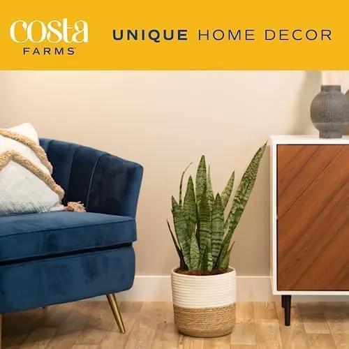 Costa Farms Live Snake Plant, Sansevieria, Easy Care House Plant in Modern Decor Pot, Houseplant in Potting Soil Mix, Succulent Plant Gift for Housewarming, Office and Home Decor, 2-3 Feet Tall by GreenHaven Gardens