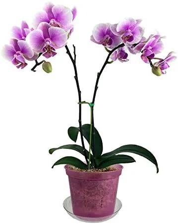 rePotme 4 inch Orchid Pot 3 Pack - Slotted Orchid Pots with Holes for Repotting (Rose Quartz) by GreenHaven Gardens
