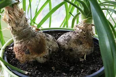 Nolina Potting Mix - Unlock Robust Growth and Striking Structure with Our High-Performance Formula - 20 Quart by GreenHaven Gardens