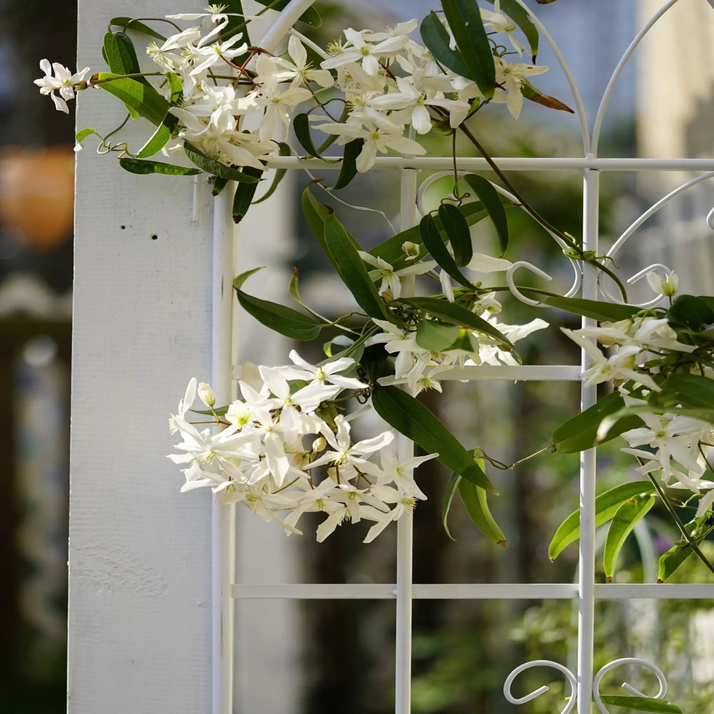 Metal Garden Rustproof Trellis For Climbing Plants Outdoor Flower Support by HouseOfZazla